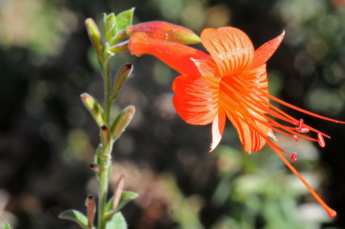 Epilobium canum, Hummingbird Trumpet